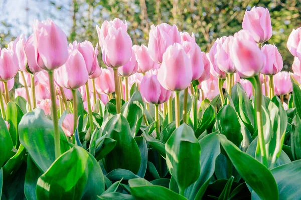 粉红的郁金香在天空映衬 春天的风景 — 图库照片
