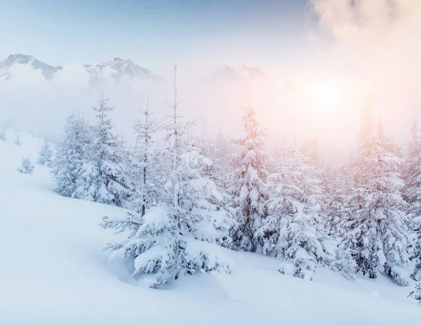 Misterioso Paisaje Invernal Majestuosas Montañas Invierno Árbol Mágico Cubierto Nieve —  Fotos de Stock