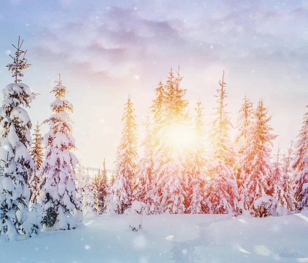 神秘的冬季景观雄伟壮观的山脉 神奇的冬雪覆盖的树 照片贺卡 散景轻效果 软过滤器 喀尔巴阡山 乌克兰 — 图库照片