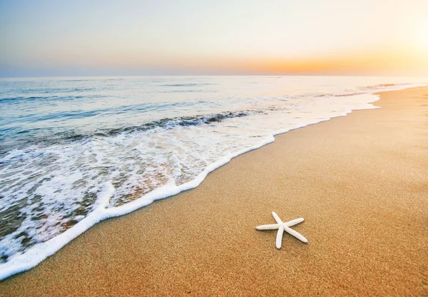 Sahilde Denizyıldızı Romantik Kompozisyon Bir Yaz Haftasonunun Mutlu Anıları — Stok fotoğraf