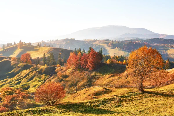 在阳光明媚的下午 秋天是白桦林的季节 秋天的风景 喀尔巴阡山 乌克兰 发现美丽的世界 — 图库照片