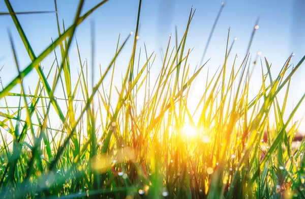 Gras Frisches Grünes Frühlingsgras Mit Tautropfen Nahaufnahme Weicher Fokus Abstrakter — Stockfoto