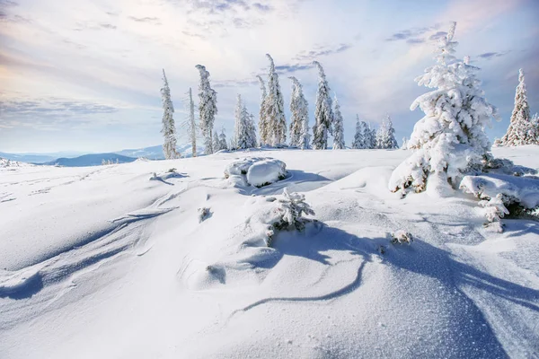 Winterbaum Schnee Karpaten Ukraine Europa Bokeh Lichteffekt Weicher Filter Straffende — Stockfoto