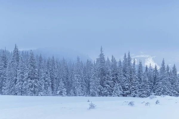 Zmrzlý Zimní Les Mlze Borovice Přírodě Pokryté Čerstvým Sněhem Karpat — Stock fotografie