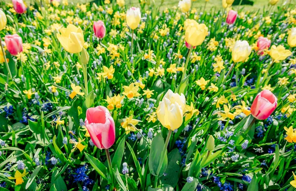 Keukenhof的花园 春天的郁金香和水仙花 — 图库照片