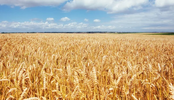 小麦畑金色の小麦の耳がクローズアップ 美しい自然の夕日の風景 輝く太陽の光の下の田舎の風景 小麦畑の熟成耳の背景豊かな収穫コンセプト — ストック写真