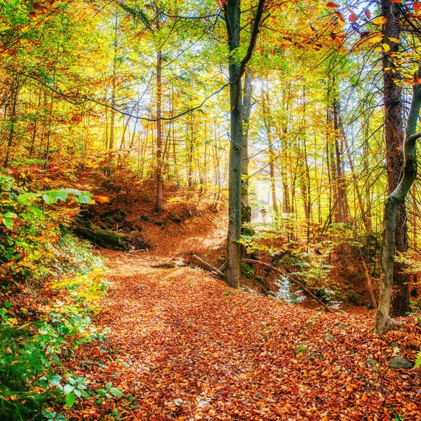 Bela Vista Floresta Dia Sol Paisagem Outono Cárpatos Ucrânia Europa — Fotografia de Stock