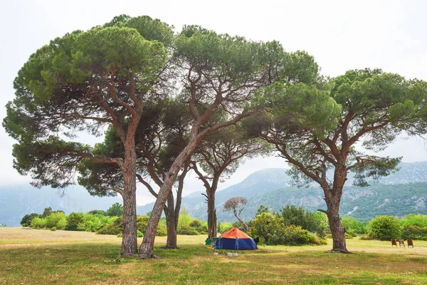 Bellissimo Paesaggio Con Alberi Sul Prato Uno Sfondo Montagne — Foto Stock