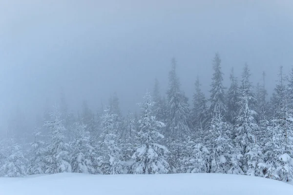 Bosque Invierno Congelado Niebla Pino Naturaleza Cubierto Nieve Fresca Cárpatos — Foto de Stock