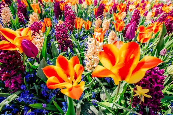 Grupo Belos Jacintos Multicoloridos Holanda Keukenhof Flower Park — Fotografia de Stock