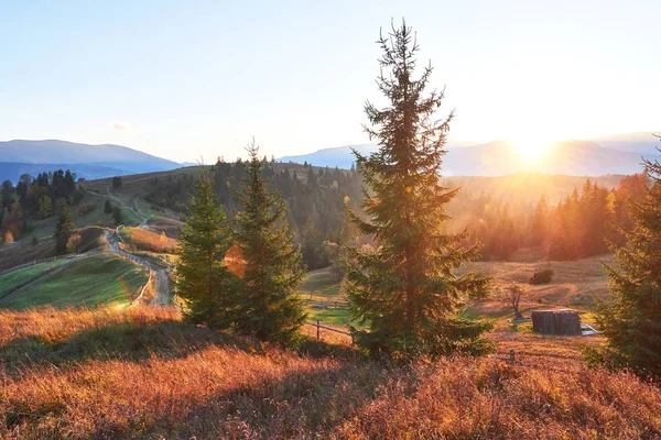 Verbazingwekkende Herfst Ochtend Landschap Bergen Met Weide Kleurrijke Bomen Voorgrond — Stockfoto