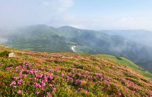 杜鹃在山上美丽的地方盛开 雾和低云 夏日阳光明媚 群山中盛开的杜鹃 戏剧化的不寻常场面 乌克兰喀尔巴阡山 — 图库照片