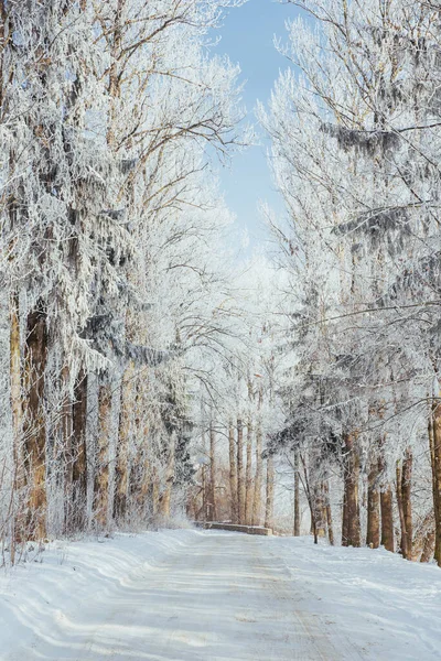 Winter Weg Dramatische Scène Karpaten Oekraïne Europa — Stockfoto