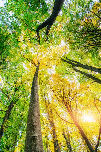 Rayos Dorados Del Sol Mañana Sobre Hierba Verde Otoño Hermosa —  Fotos de Stock