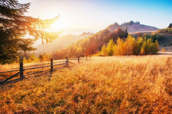 秋の季節には晴れた日の午後には白樺林 秋の風景 ウクライナ — ストック写真