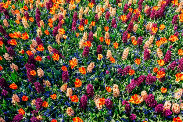 美しい色とりどりのヒヤシンスのグループ オランダ キューケンホフ花公園 — ストック写真