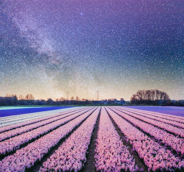 Nacht Über Narzissenfeldern Fantastischer Sternenhimmel Und Die Milchstraße — Stockfoto