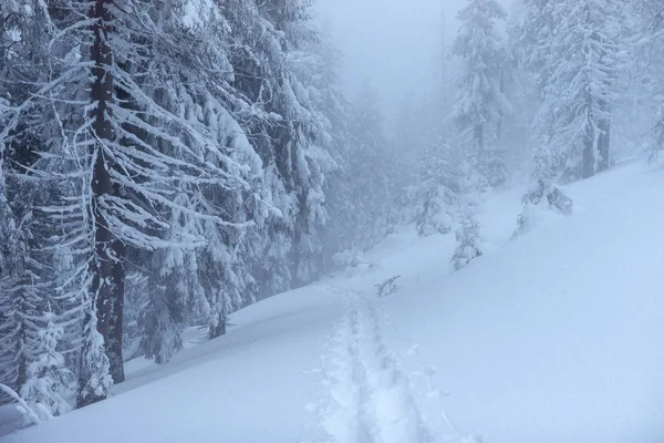 Fantastische Winterlandschap Aan Vooravond Van Vakantie Dramatische Scène Karpaten Oekraïne — Stockfoto