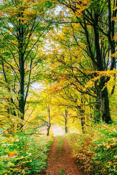 Złote Słońce Promienie Zielonej Trawie Jesienią Tle Pięknej Przyrody — Zdjęcie stockowe