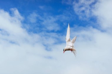 Beyaz arka plan - mavi bulutlar üzerinde kutup sumrusu