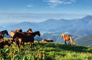 Atları fantastik güneşli yaz günü dağlarında sürüsü