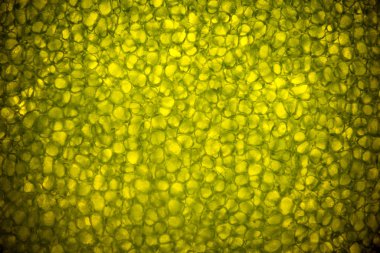 Mikroskobik Dünya. Yaprak hücreleri mikroskop altında. mikrograf, mikroskop altında yaprak organ üreten oksijen ve karbondioksit fotosentez süreci.