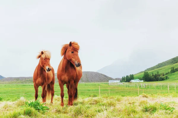 Charmosos Cavalos Islandeses Pasto Com Montanhas Fundo — Fotografia de Stock