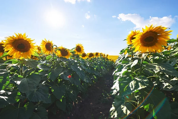 Zonnebloemenveld Boven Bewolkte Blauwe Lucht Felle Zonnelampen — Stockfoto