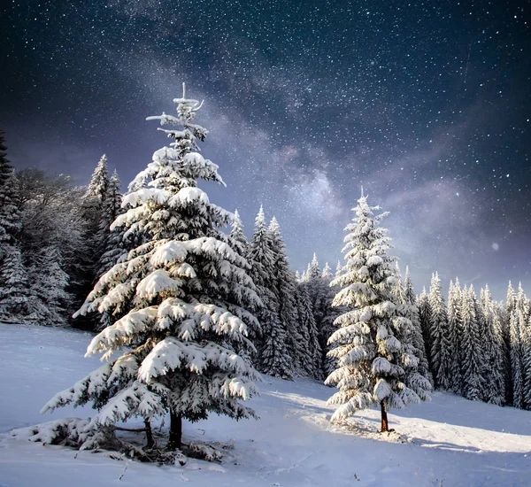 Árbol Cubierto Nieve Mágico Invierno Paisaje Invernal Cielo Nocturno Vibrante — Foto de Stock