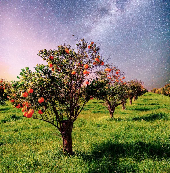 Plantage Sinaasappel Mandarijnen Tuin Eiland Italië Sicilië Levendige Nachtelijke Hemel — Stockfoto