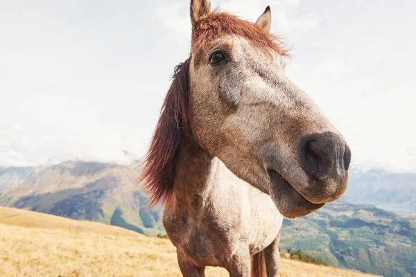 Ein Braunes Und Weißes Pferd Mit Langer Blonder Mähne — Stockfoto
