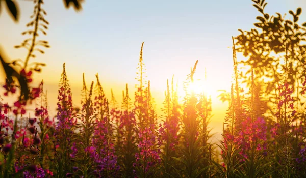 Prado Flores Silvestres Través Luz Del Sol Mundo Belleza — Foto de Stock