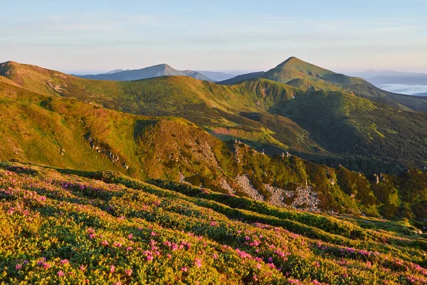 杜鹃在山上美丽的地方盛开 美丽的日落 夏日阳光明媚 群山中盛开的杜鹃 戏剧化的不寻常场面 乌克兰喀尔巴阡山 — 图库照片