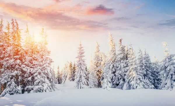 Misterioso Paisaje Invernal Majestuosas Montañas Invierno Árbol Mágico Cubierto Nieve —  Fotos de Stock