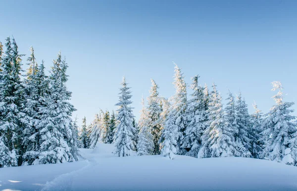 Misterioso Paisaje Invernal Majestuosas Montañas Invierno Árbol Mágico Cubierto Nieve —  Fotos de Stock