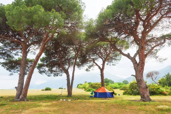 Prachtig Landschap Met Bomen Het Gazon Een Achtergrond Van Bergen — Stockfoto