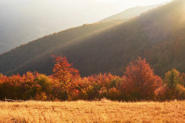 Highland Vegetatie Bescheiden Zomer Ongewoon Prachtige Kleuren Bloemen Herfst Voor — Stockfoto