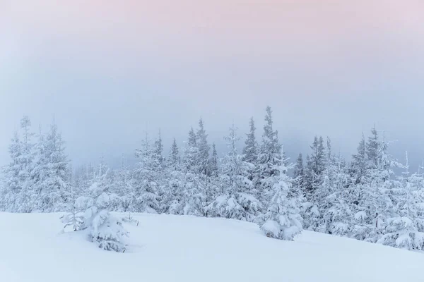 Bosque Invierno Congelado Niebla Pino Naturaleza Cubierto Nieve Fresca Cárpatos — Foto de Stock