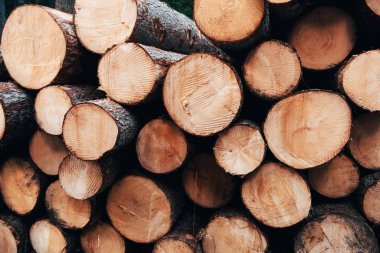 Ayrıntılı fotoğraf. Kış için hazırlanmış pek çok kütüğün önünü yakından izleyin. Doğa arkaplanı.