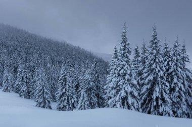 Sakin bir kış sahnesi. Sis içindeki kar büfesiyle kaplı ateşler. Ormanın kenarındaki güzel bir manzara. Mutlu yıllar.!