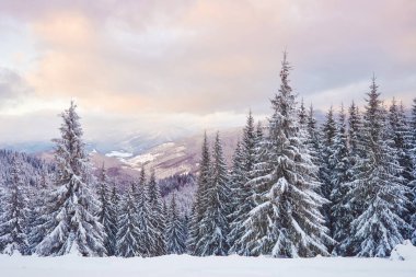 Majestic white spruces glowing by sunlight. Picturesque and gorgeous wintry scene. Location place Carpathian national park, Ukraine, Europe. Alps ski resort.