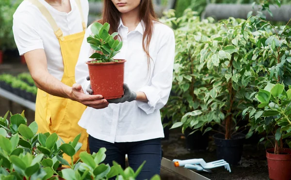 良い結果を望むなら すべての花に特別な注意を払うことが重要です 温室内のポットで植物の世話をする仕事の服の素敵な庭の労働者のカップル — ストック写真