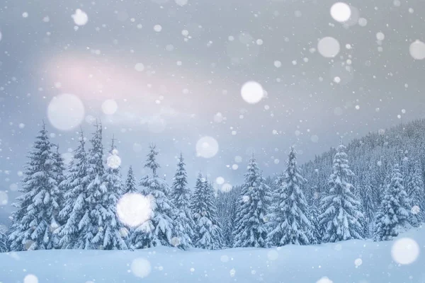 겨울의 마법의 나무를 인사장 부드러운 카르파티아 우크라이나 — 스톡 사진