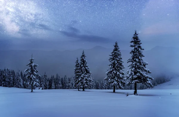 Dairy Star Trek Zimowych Lasach Dramatyczna Malownicza Scena Oczekiwaniu Święto — Zdjęcie stockowe