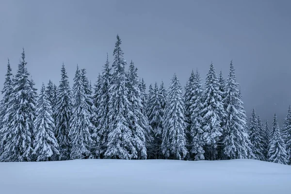 Тихая Зимняя Сцена Фиры Покрытые Снегом Стоят Тумане Красивый Пейзаж — стоковое фото