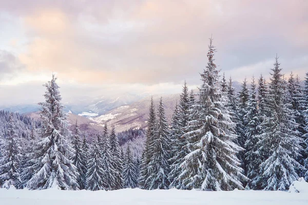 Majestueuze Witte Sparren Gloeiend Door Zonlicht Schilderachtige Prachtige Winterse Scène — Stockfoto