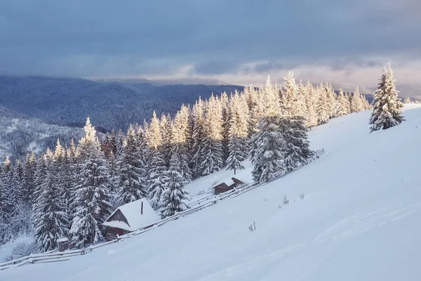 Majestueux Épinettes Blanches Brillantes Par Lumière Soleil Scène Hivernale Pittoresque — Photo