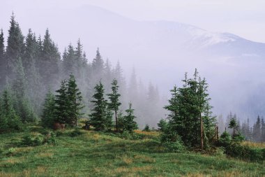 Misty Carpathian dağ manzarası ile çam ormanı, sis dışarı yapışmasını ağaçlar üst kısımları.