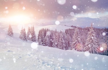 Yamaçlar ve vadiler. Büyük Karpat dağlarının kışın manzarası. Manzara arkaplanı.