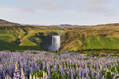 Pitoresk manzaralar, ormanlar ve dağlar İzlanda'nın. Yaz aylarında çiçek açan vahşi mavi lupine. En güzel şelale.